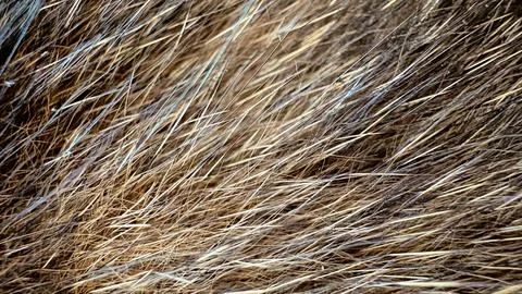 Thick texture of rough fur of a wild animal close-up in natural browns, grays Stock Photos