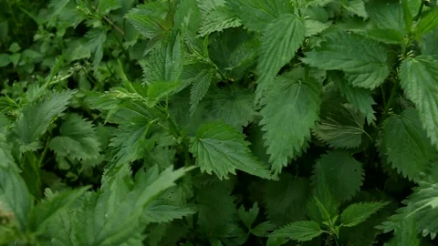 Thick thickets of green wild nettle moving in the wind. Stock Footage 199933332