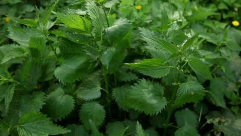 Thick thickets of green wild nettle moving in the wind. Stock Footage 199933645