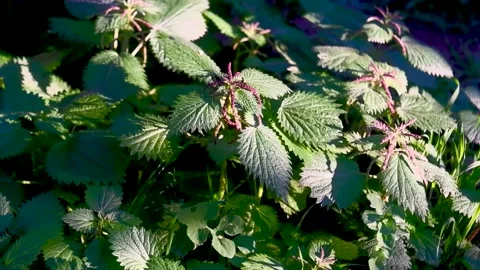 Thick thickets of green wild nettle moving in the wind Stock Footage 307997695
