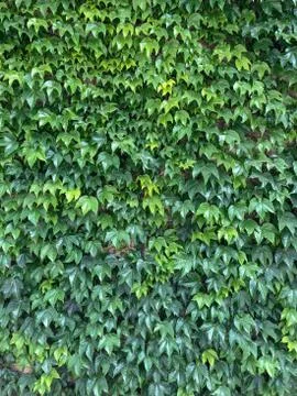 Thick thickets of ivy. Stock Photos