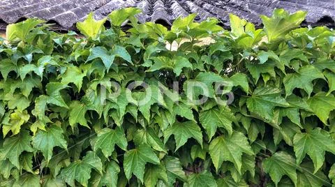 Thick thickets of ivy. Stock Photos