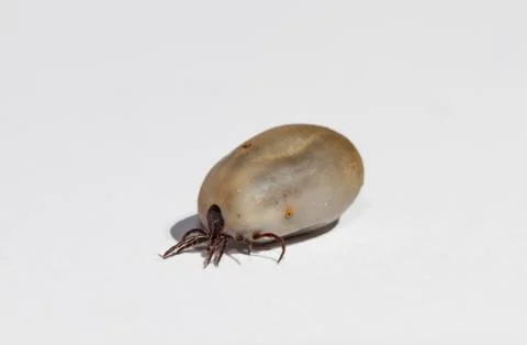 Thick Tick Stock Photos