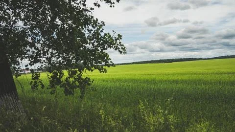 A thick tree, and behind it a large, green field Stock Photos