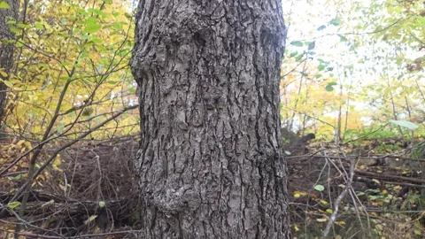 Thick Tree Base Anchored In The Ground Surrounded By Fallen Autumn Leaves Stock Footage 348776917