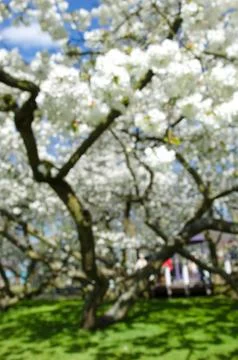 Thick tree blossoms in bloom. The effect of blur. Stock Photos