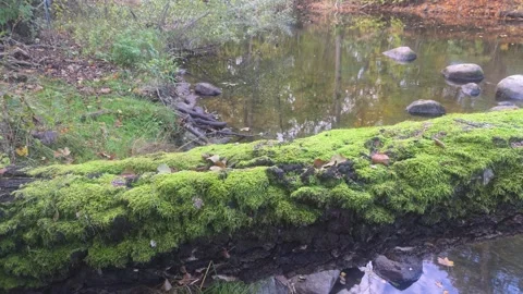Thick Tree Branch Completely Covered In Vibrant Green Moss Stock Footage 348170563