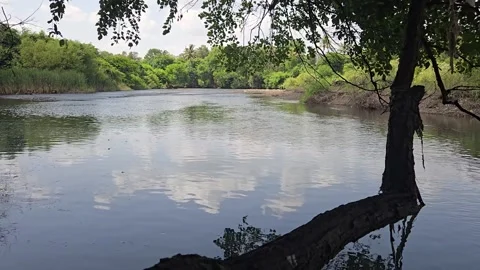 A thick tree branch leans low over a serene river, casting a sharp shadow on the Stock Footage 337348604
