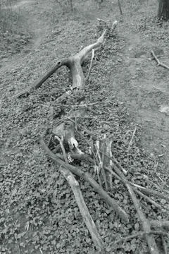 Thick tree branch Stock Photos