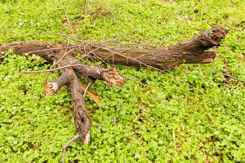 Thick tree branch Stock Photos