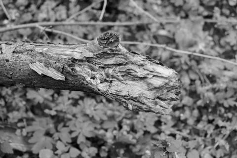 Thick tree branch Stock Photos