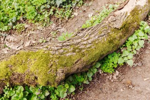 Thick tree branch Stock Photos