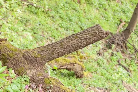 Thick tree branch Stock Photos