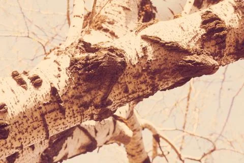 Thick tree branch Stock Photos