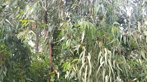 Thick tree branches with thin eucalyptus leaves from right to left 動画素材 332010367