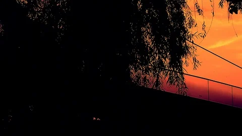 Thick Tree to Bridge Pan at Sunset Twilight Stock Footage