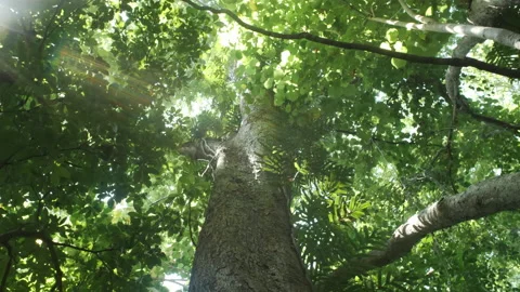 Thick Tree Covered in Ferns Stock Footage 195280593