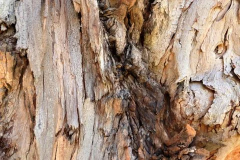 Thick tree in the garden Stock Photos