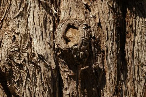 Thick tree in the garden Stock Photos
