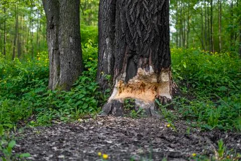 A thick tree half gnawed by beavers Foto stock