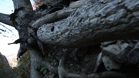 Thick tree roots 5 Video stock 317341896