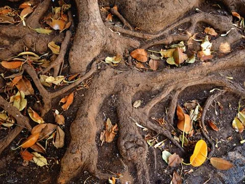 Thick tree roots of a canarian rubber tree in plan view and detaille Stock Photos
