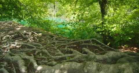 Thick tree roots sprawl across forest floor near the turquoise waters of Stock Footage 313304840