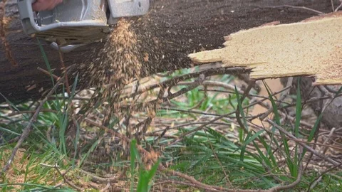 Thick tree sawing chainsaw in slow motion close up Stock Footage 105381579