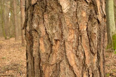 Thick tree trunk with brown bark, autumn day Stock Photos