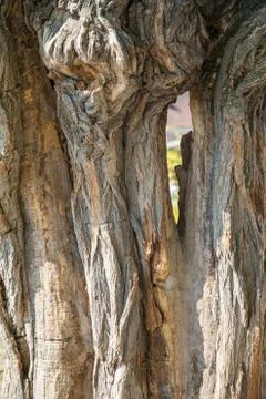 Thick tree trunk closeup Stock Photos