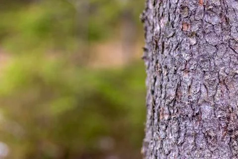 Thick tree trunk closeup Stock Photos