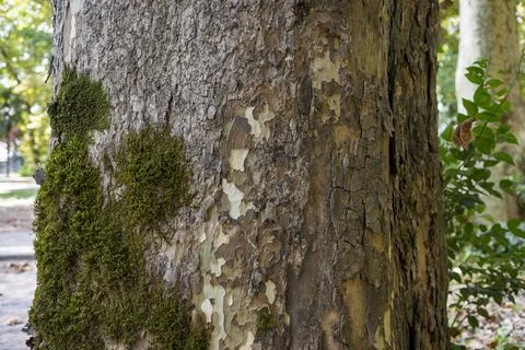 A thick tree trunk covered with bark and thickets of green moss. A large tr.. Stock Photos