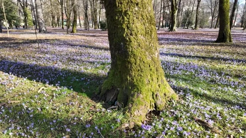 Thick tree trunk covered in green moss. Stock Footage 311174286
