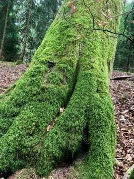 A thick tree trunk is covered in vibrant green moss, surrounded by tall tre.. Stock Photos