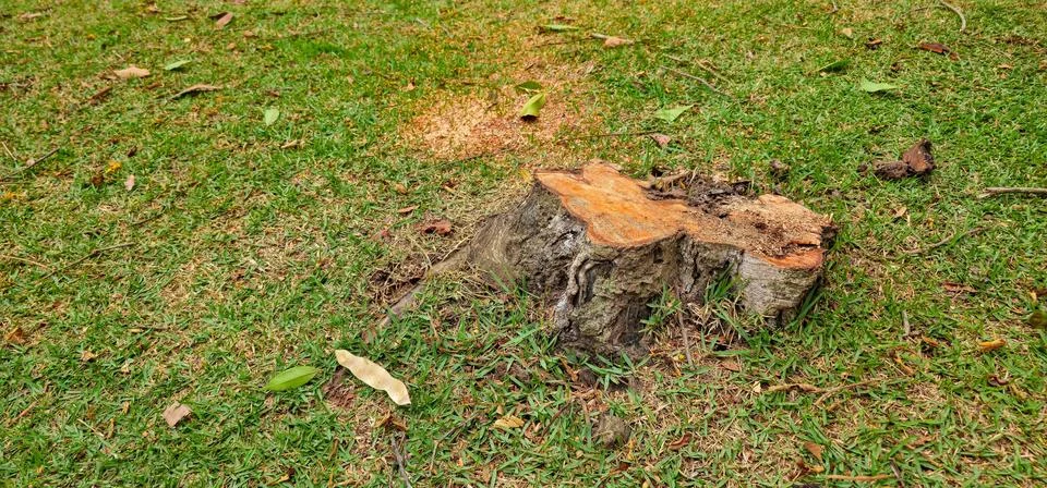 Thick tree trunk cut to the ground Foto stock