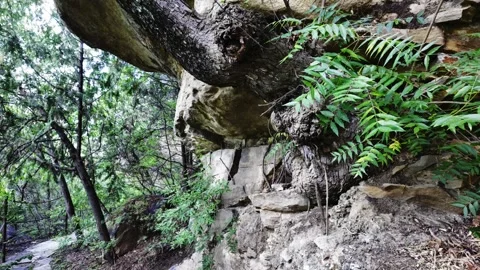 Thick Tree Trunk Growing from Rock Crevices Stock Footage 318542970