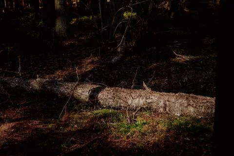 A thick tree trunk is laying on the ground in a dark, shadowy forest Stock Photos