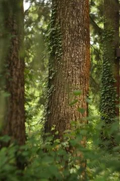 Thick tree trunk, selective focus, climbing grass, blurred background tree with Stock Photos