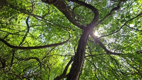 A thick tree trunk slants diagonally next to a massive, loop-shaped liana hangin Stockbeeldmateriaal 338287941