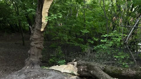Thick Tree Trunk Snapped and Shattered by Severe Storm Winds, Scattered Wreckage Stock Footage 275214692