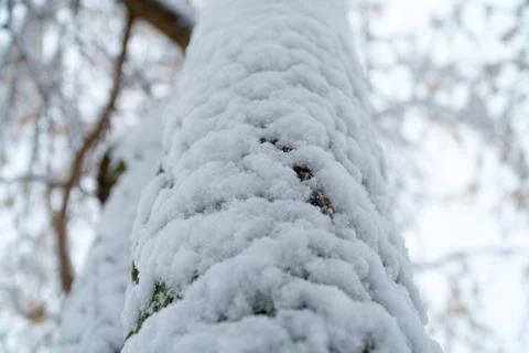 Thick tree trunk under thick layer of snow 스톡 사진