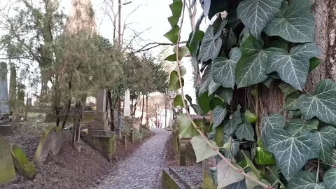 Thick tree trunk with waving leaves in old jewish cemetery still life Stock Footage 145970049