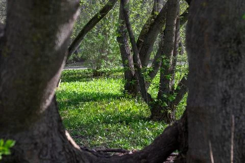 Thick tree trunks and emerald grass in fabulous spring forest. Close-up. Beau Stock Photos