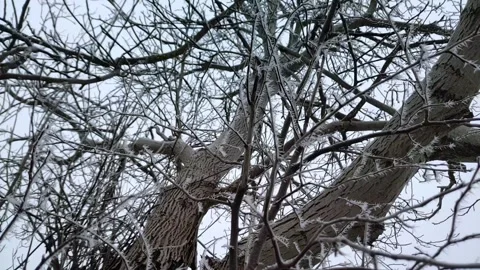 Thick tree trunks and intertwined branches coated in white hoarfrost, wide shot, 스톡 동영상 347278347