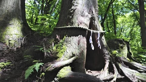 Thick Tree Trunks and Mysterious Tree Holes Stock Footage 321289342