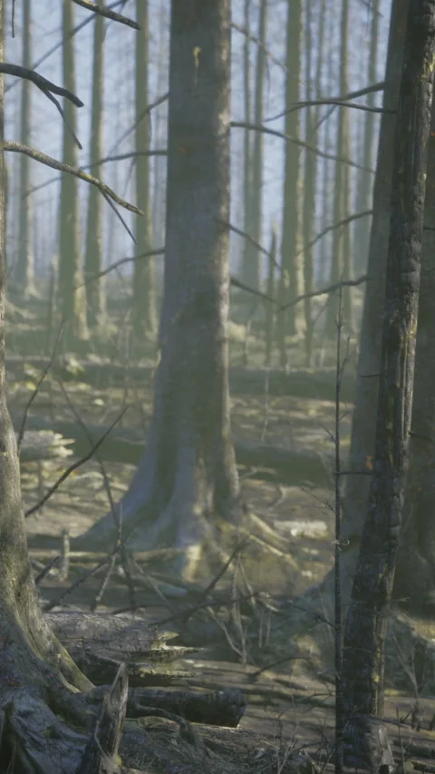 Thick trees stand in a forest area after a wildfire event near the ground Stock Footage 331704346