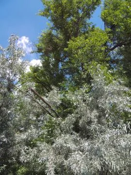 Thick trees under a blue sky and bright summer sun Stock Photos