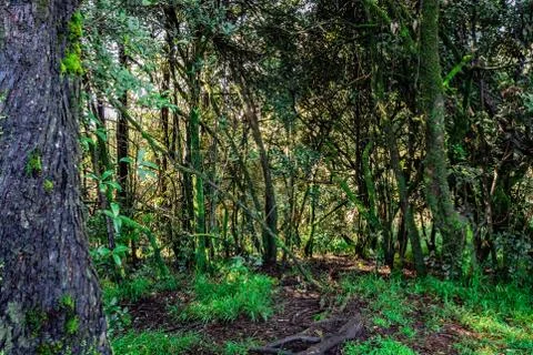 Thick tropical forest with algae on tree trunk 스톡 사진