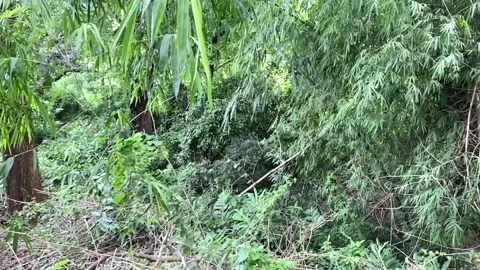 THICK TROPICAL JUNGLE Stock Footage 160207242