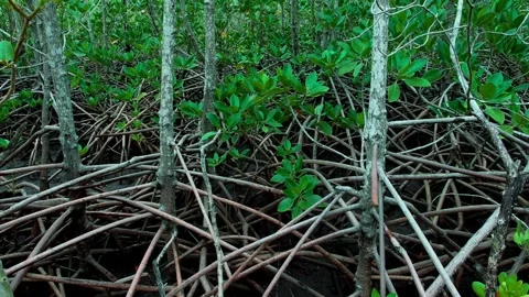 Thick Trunk Growth and Exposed Root Network in Coastal Wetlands Stock-Footage 343069951